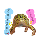 かぼすとはっさくと、たまに亀。（個別スタンプ：20）