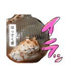 かぼすとはっさくと、たまに亀。（個別スタンプ：22）