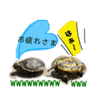 かぼすとはっさくと、たまに亀。（個別スタンプ：27）