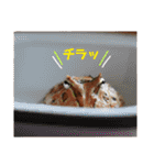 かぼすとはっさくと、たまに亀。（個別スタンプ：35）