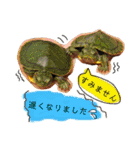 かぼすとはっさくと、たまに亀。（個別スタンプ：37）