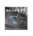 鳥のキモチ（個別スタンプ：1）