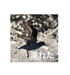 鳥のキモチ（個別スタンプ：2）