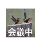鳥のキモチ（個別スタンプ：3）