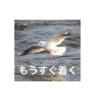 鳥のキモチ（個別スタンプ：4）