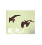 鳥のキモチ（個別スタンプ：5）
