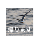 鳥のキモチ（個別スタンプ：6）