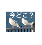 鳥のキモチ（個別スタンプ：7）