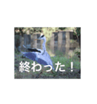 鳥のキモチ（個別スタンプ：8）