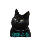 黒猫にゃんちゃん日常スタンプ（個別スタンプ：1）
