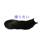 黒猫にゃんちゃん日常スタンプ（個別スタンプ：3）