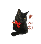 黒猫にゃんちゃん日常スタンプ（個別スタンプ：4）