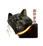 黒猫にゃんちゃん日常スタンプ（個別スタンプ：5）
