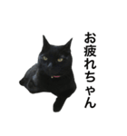 黒猫にゃんちゃん日常スタンプ（個別スタンプ：6）
