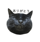黒猫にゃんちゃん日常スタンプ（個別スタンプ：7）