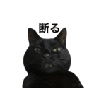 黒猫にゃんちゃん日常スタンプ（個別スタンプ：8）