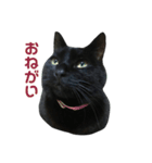 黒猫にゃんちゃん日常スタンプ（個別スタンプ：9）