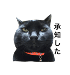 黒猫にゃんちゃん日常スタンプ（個別スタンプ：10）