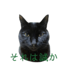 黒猫にゃんちゃん日常スタンプ（個別スタンプ：11）