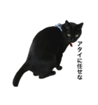 黒猫にゃんちゃん日常スタンプ（個別スタンプ：13）