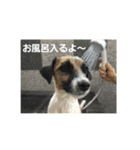 わんぱく ジャックラッセルテリア（個別スタンプ：3）