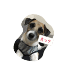 わんぱく ジャックラッセルテリア（個別スタンプ：4）
