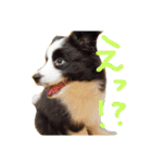 ボーダーコリーPearlちゃんの日常（個別スタンプ：1）