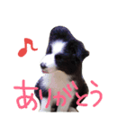 ボーダーコリーPearlちゃんの日常（個別スタンプ：2）