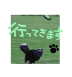 ボーダーコリーPearlちゃんの日常（個別スタンプ：10）