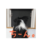 ボーダーコリーPearlちゃんの日常（個別スタンプ：12）