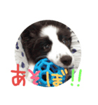 ボーダーコリーPearlちゃんの日常（個別スタンプ：13）