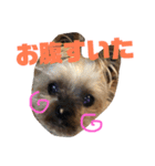 ここあちゃんでーす（個別スタンプ：1）