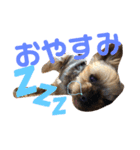 ここあちゃんでーす（個別スタンプ：2）