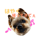ここあちゃんでーす（個別スタンプ：3）