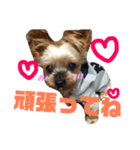 ここあちゃんでーす（個別スタンプ：12）