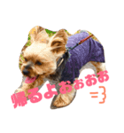 ここあちゃんでーす（個別スタンプ：13）