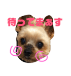 ここあちゃんでーす（個別スタンプ：16）