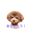 アクアちゃん（個別スタンプ：1）