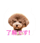 アクアちゃん（個別スタンプ：2）