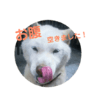 ハクさん。（個別スタンプ：2）