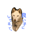 ハクさん。（個別スタンプ：3）