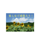 幸写真（個別スタンプ：1）