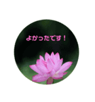 幸写真（個別スタンプ：8）