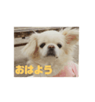 チベタンスパニエルりんご（個別スタンプ：1）