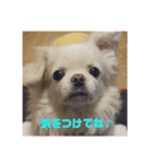 チベタンスパニエルりんご（個別スタンプ：5）