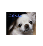 チベタンスパニエルりんご（個別スタンプ：6）