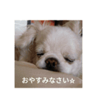 チベタンスパニエルりんご（個別スタンプ：7）