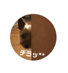 ほのぼのアクア（個別スタンプ：3）