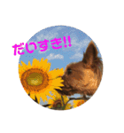 ほのぼのアクア（個別スタンプ：9）