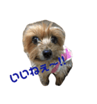 ほのぼのアクア（個別スタンプ：18）